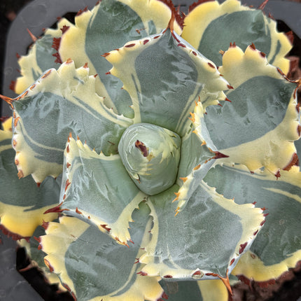 Agave isthmensis ‘Kabutogani’ f. variegada