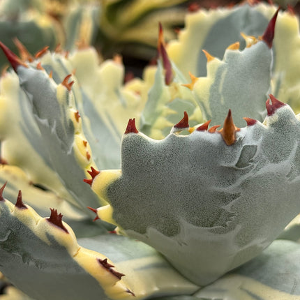 Agave isthmensis ‘Kabutogani’ f. variegada