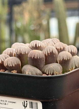 Haworthia ikra'OB-1' (H. cooperi var. truncata)