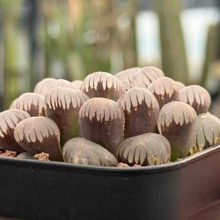 Haworthia ikra'OB-1' (H. cooperi var. truncata)