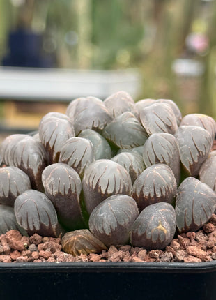 Haworthia ikra'OB-1' (H. cooperi var. truncata)