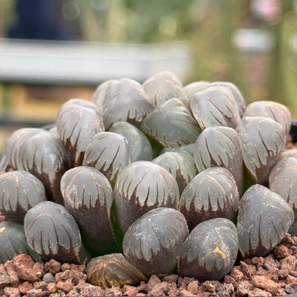 Haworthia ikra'OB-1' (H. cooperi var. truncata)