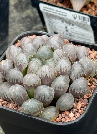 Haworthia ikra'OB-1' (H. cooperi var. truncata)