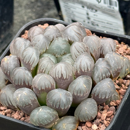 Haworthia ikra'OB-1' (H. cooperi var. truncata)