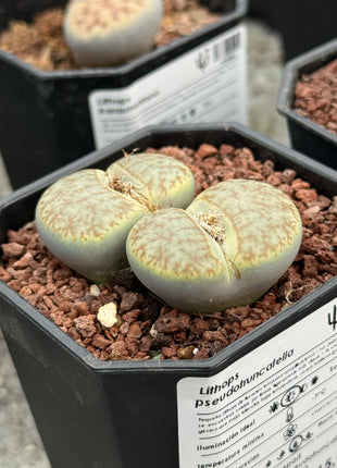 Lithops pseudotruncatella