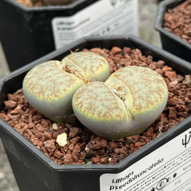 Lithops pseudotruncatella