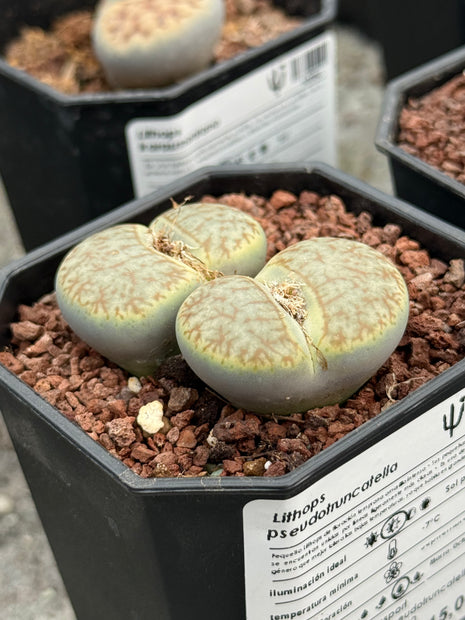 Lithops pseudotruncatella