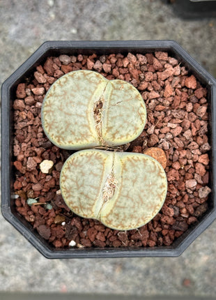 Lithops pseudotruncatella