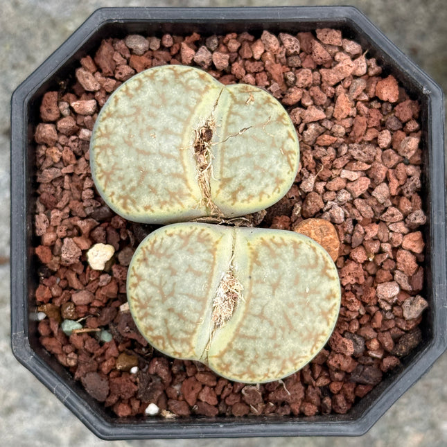 Lithops pseudotruncatella