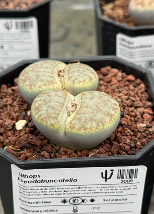 Lithops pseudotruncatella