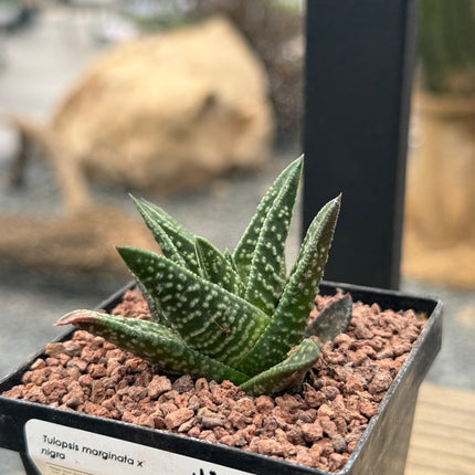 Tulopsis marginata x nigra