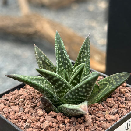 Tulopsis marginata x nigra