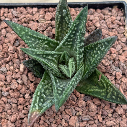 Tulopsis marginata x nigra