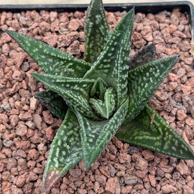 Tulopsis marginata x nigra