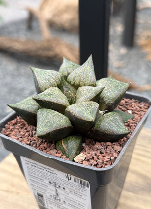 Haworthia magnifica splendens ‘Azareshi’