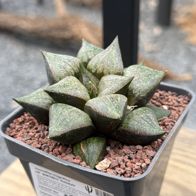 Haworthia magnifica splendens ‘Azareshi’