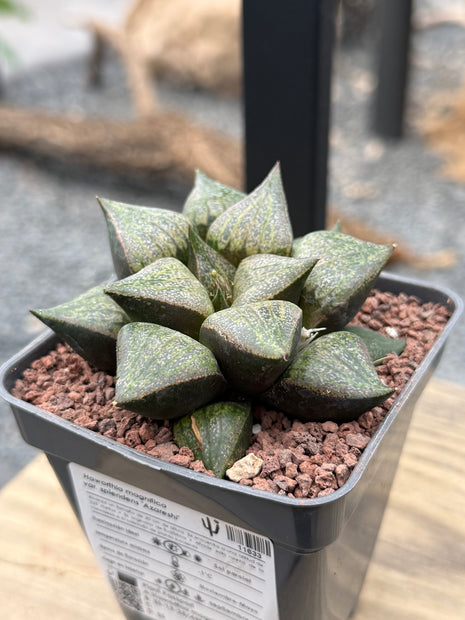 Haworthia magnifica splendens ‘Azareshi’