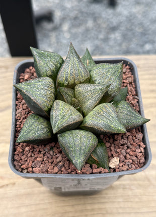 Haworthia magnifica splendens ‘Azareshi’