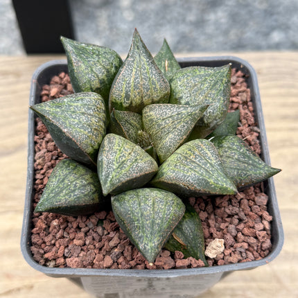 Haworthia magnifica splendens ‘Azareshi’