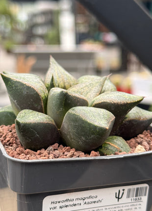 Haworthia magnifica splendens ‘Azareshi’