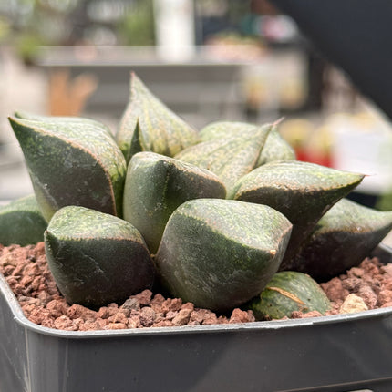 Haworthia magnifica splendens ‘Azareshi’