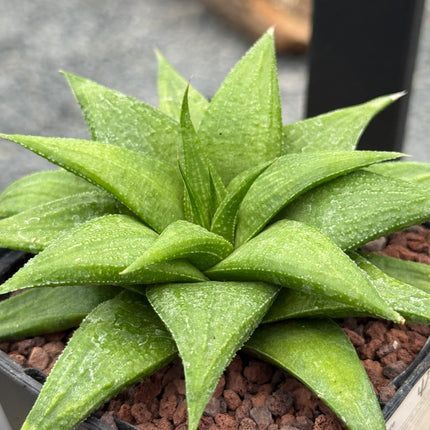 Haworthia ‘Crocodile Skin’
