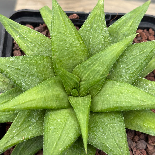 Haworthia ‘Crocodile Skin’
