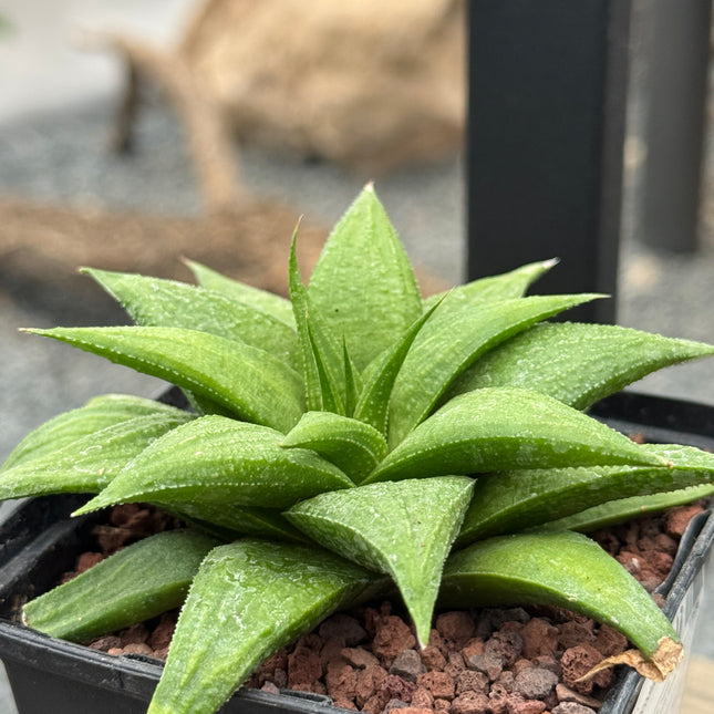 Haworthia ‘Crocodile Skin’