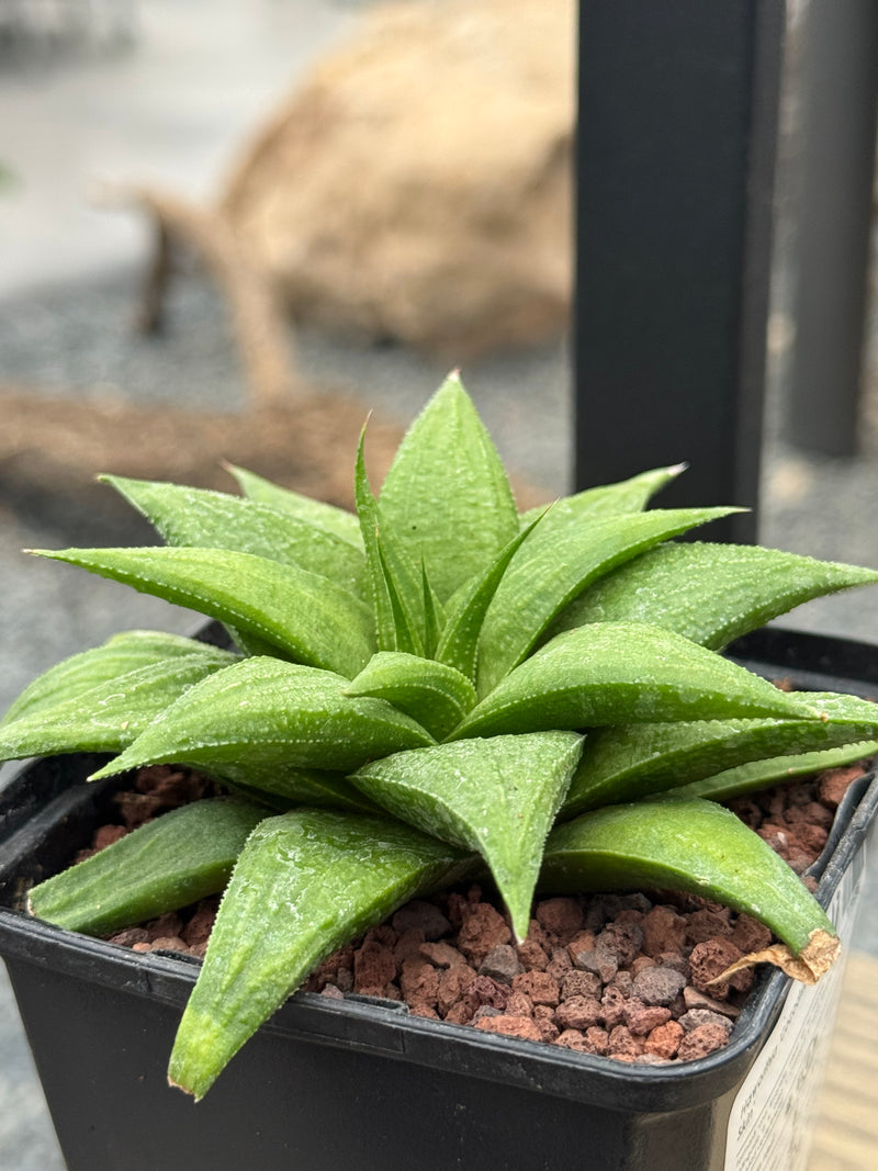 Haworthia ‘Crocodile Skin’