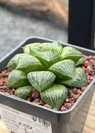 Haworthia ‘Benitei’