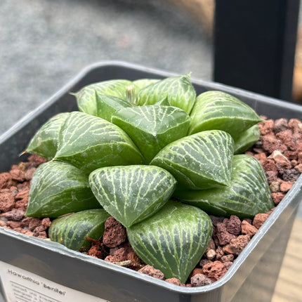 Haworthia ‘Benitei’
