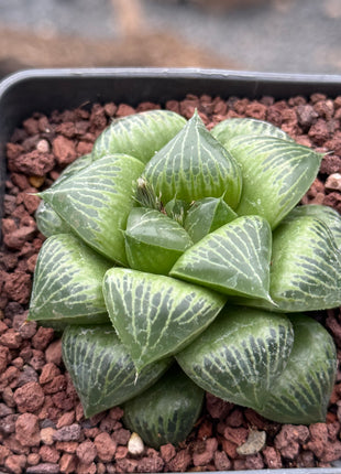 Haworthia ‘Benitei’