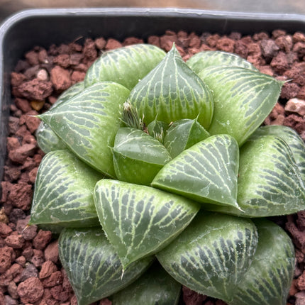 Haworthia ‘Benitei’