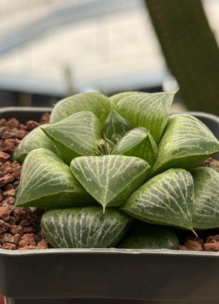 Haworthia ‘Benitei’