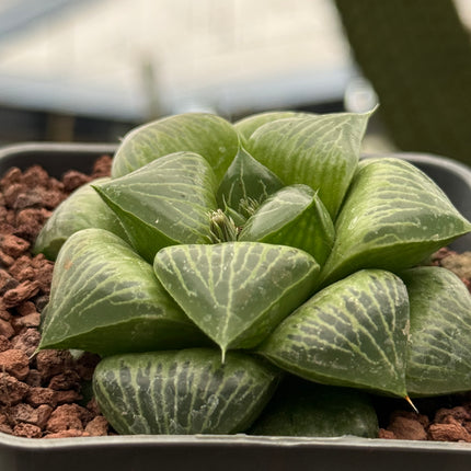 Haworthia ‘Benitei’