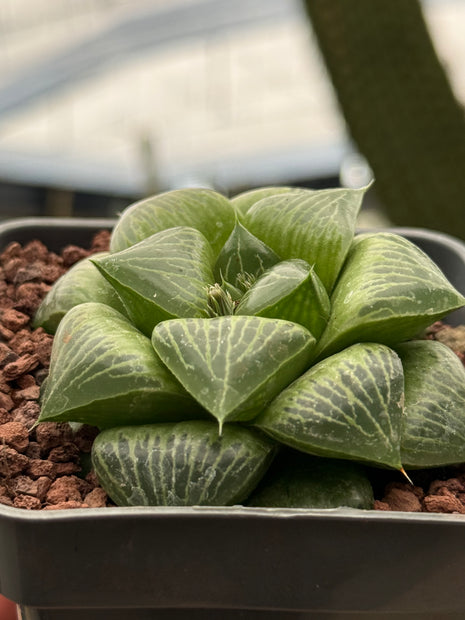 Haworthia 'Benitei'