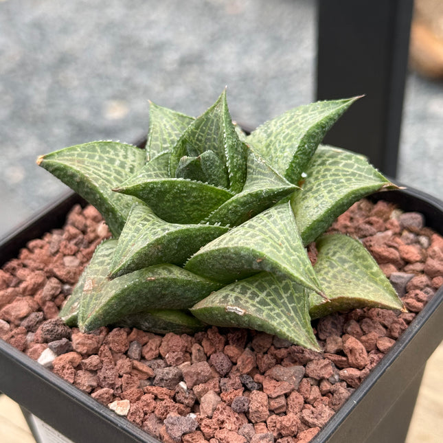 Haworthiopsis tessellata var. tessellata IB6208 near Klein Kara