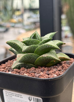 Haworthiopsis tessellata var. tessellata IB6208 near Klein Kara
