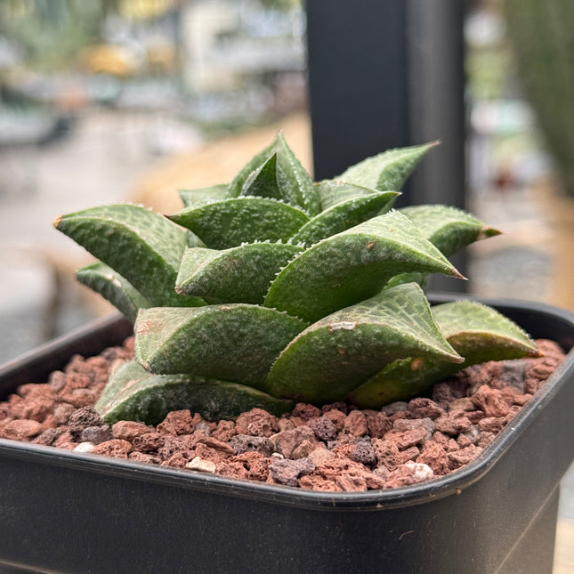 Haworthiopsis tessellata var. tessellata IB6208 near Klein Kara