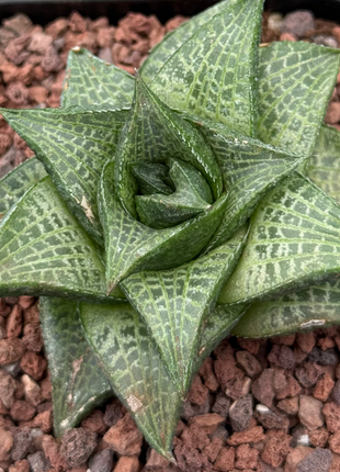Haworthiopsis tessellata var. tessellata IB6208 near Klein Kara
