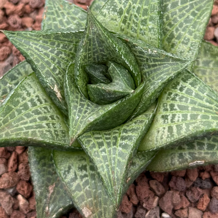 Haworthiopsis tessellata var. tessellata IB6208 near Klein Kara