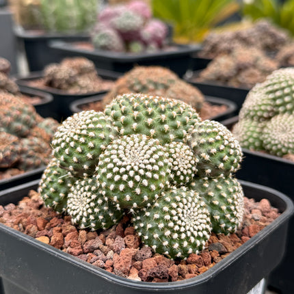 Rebutia krainziana
