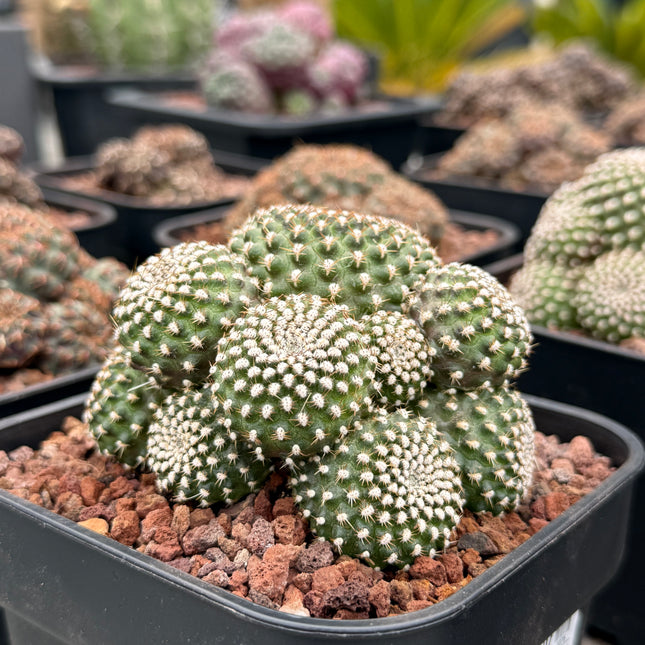 Rebutia krainziana