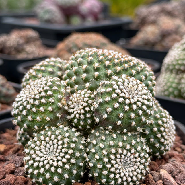 Rebutia krainziana