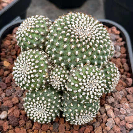 Rebutia krainziana