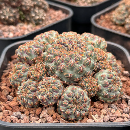 Aylostera callichroma