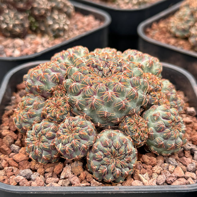 Aylostera callichroma