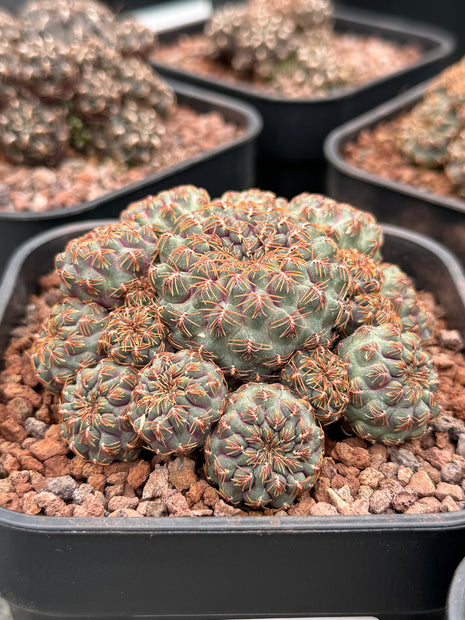 Aylostera ‘Callichroma’