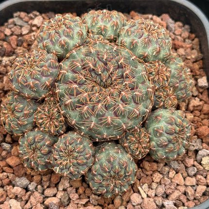 Aylostera callichroma