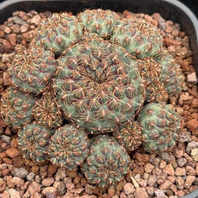 Aylostera callichroma